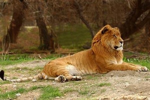 tigre + lionne = tigron
